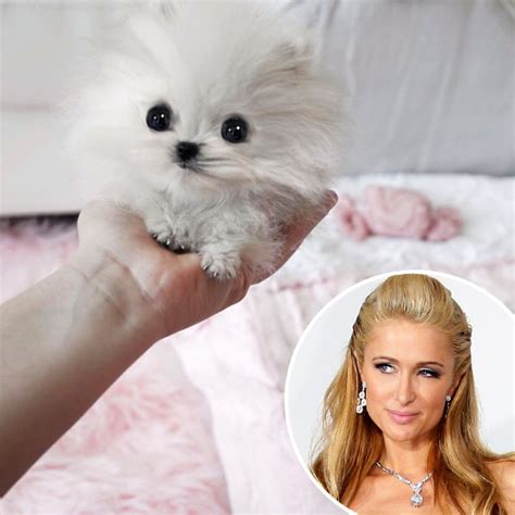 paris hilton puppies